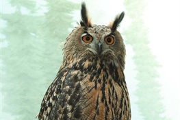 Central Park Zoo Releases Postmortem Testing Results for Flaco, the Eurasian Eagle Owl